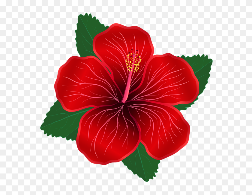 600x592 Red Flower Png Clipart Image Moana Party Clipart - Tropical PNG