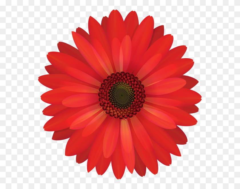 579x600 Red Flowers - Daisy Clipart PNG