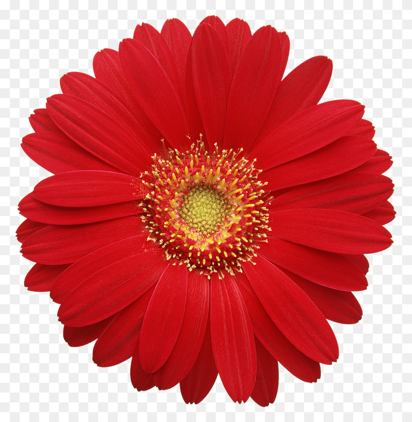 778x800 Red Gerber Daisy - Daisy PNG
