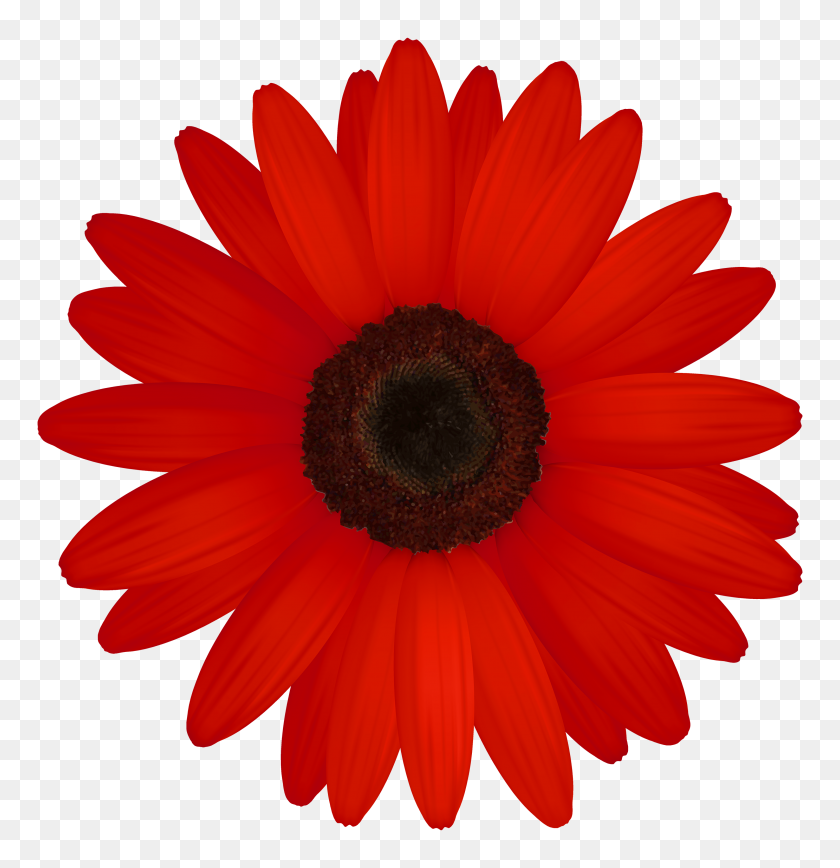 3000x3110 Red Gerber Png Clipart - Red Flower PNG