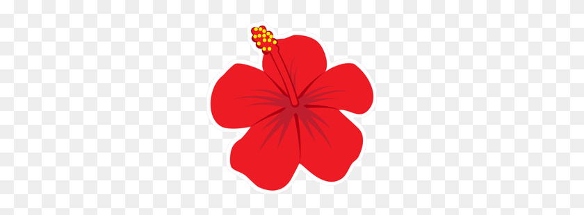 245x250 Наклейка Красный Цветок Гибискуса - Цветок Гибискуса Png