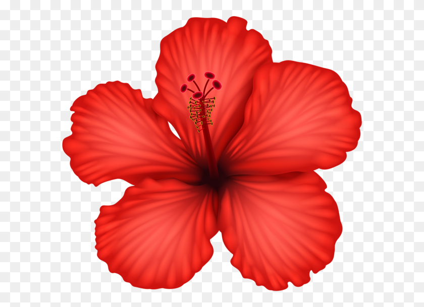 600x549 Red Hibiscus Png Clip - Hibiscus Flower Clipart