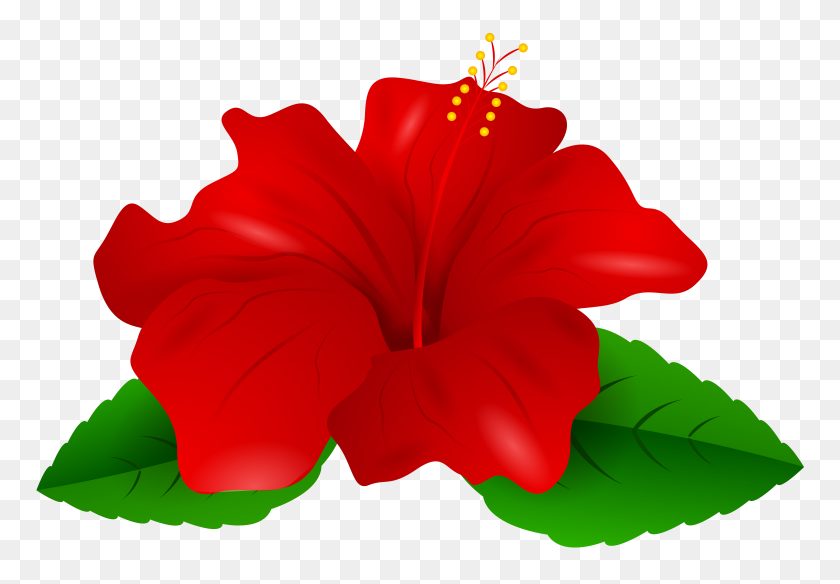 8000x5376 Hibiscus Png