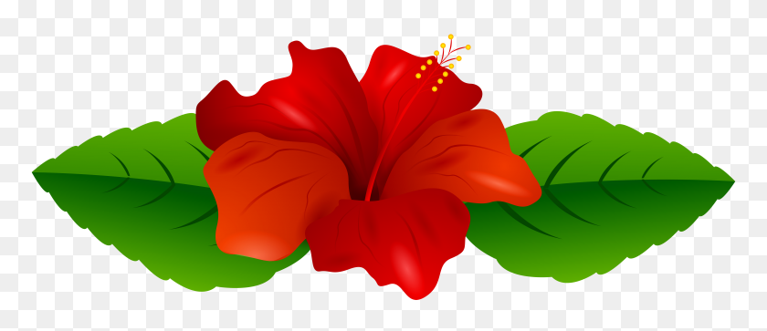 8000x3111 Red Hibiscus Transparent Png Clip Art Gallery - Watercolor Clipart PNG