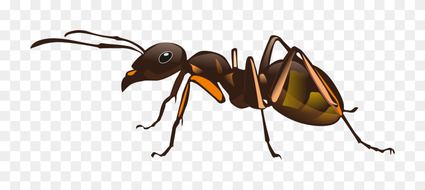1842x750 Red Imported Fire Ant Insect Pest Control - Termite Clipart