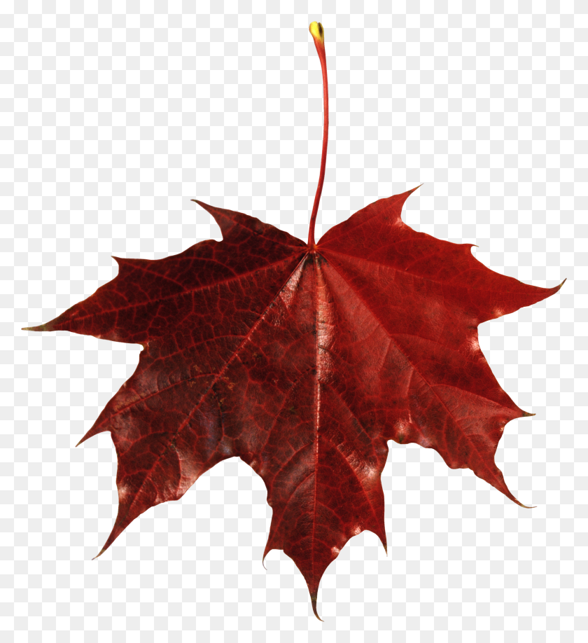 3192x3512 Red Leaf Png Image - Fall Leaves Border PNG
