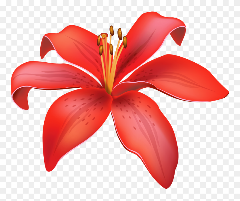 850x704 Red Lily Flower Png - Lily Flower PNG