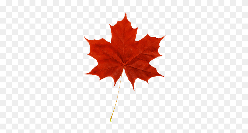 306x392 Красный Кленовый Лист Осенью В Листьях, Клен - Канадский Лист Png