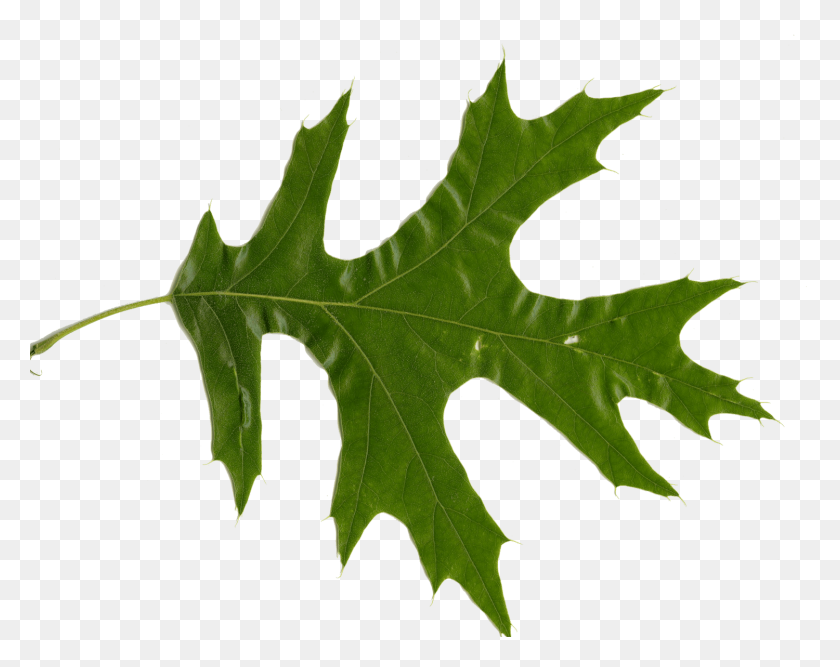 1500x1168 Red Oak Vs White Oak Leaves How To Tell Them Apart - Oak Leaf PNG