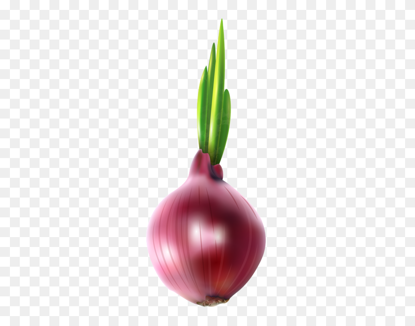 255x600 Red Onion Free Png Clip Art - Vegetables Clipart Images