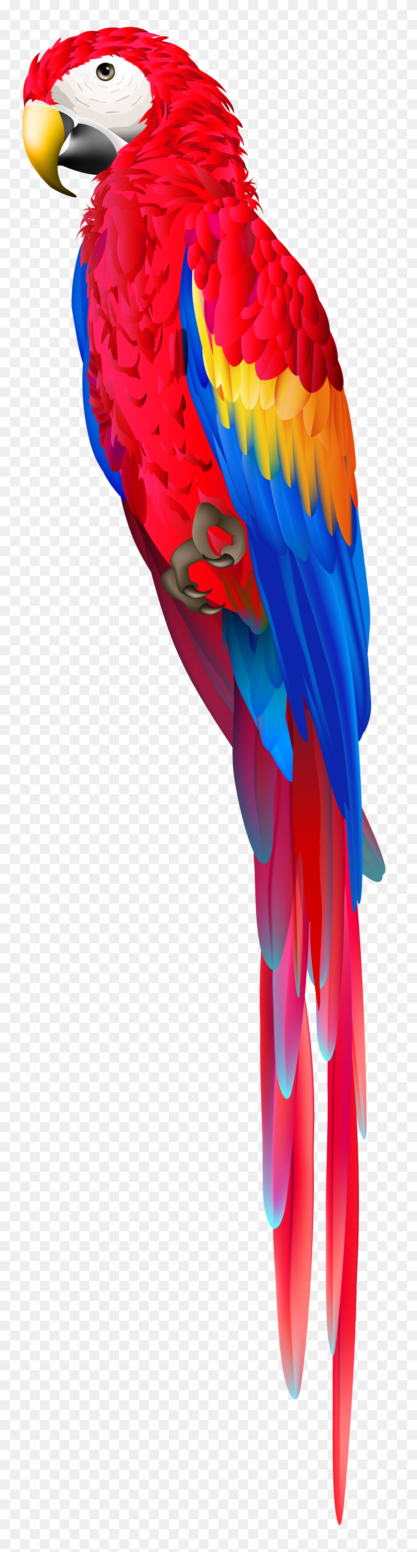 2035x8000 Red Parrot Png Clip Art - Parrot PNG