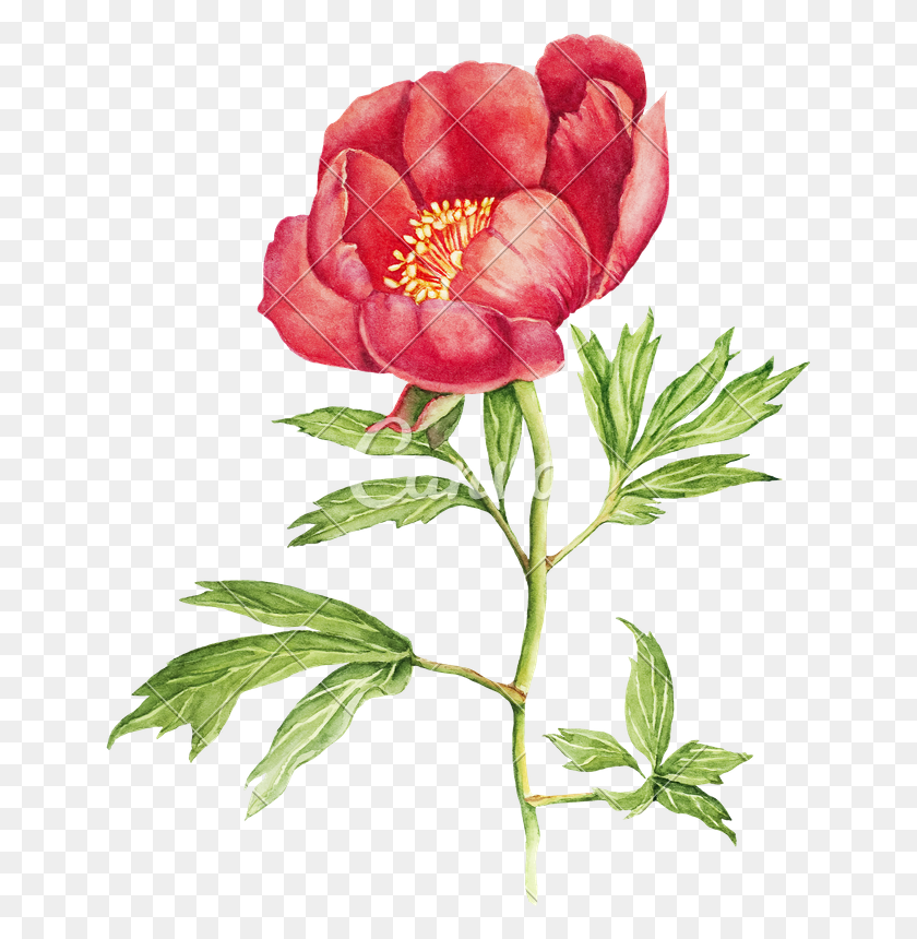 645x800 Red Peony Flower Watercolor - Flower Watercolor PNG