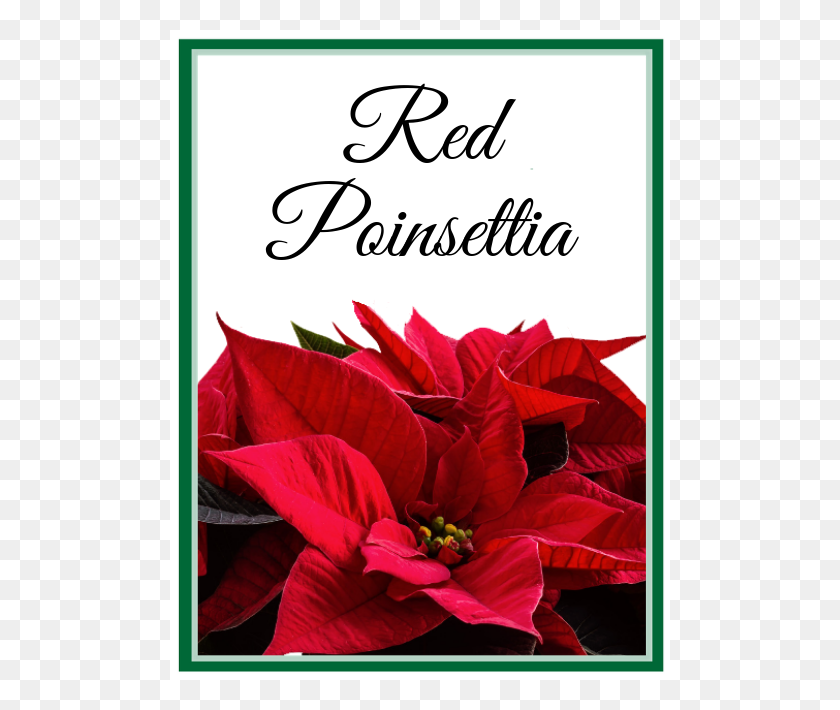 500x650 Red Poinsettia Lilybee Flowers - Poinsettia PNG