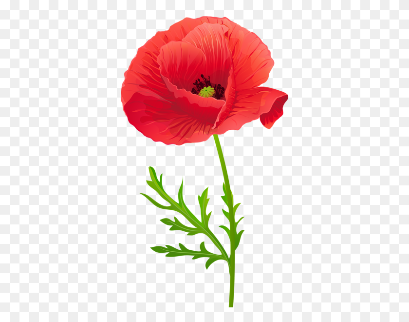 354x600 Red Poppy Flower Png Clip Art - Poppy Clipart