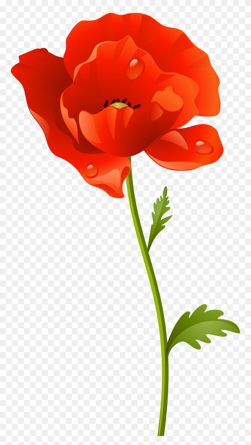 4359x8000 Red Poppy Flower Png Clip Art - Red Flower Clipart
