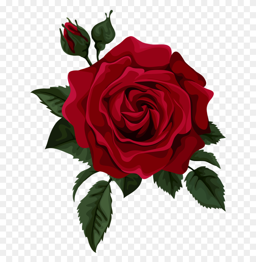 642x800 Красная Роза - Роза Рисунок Png