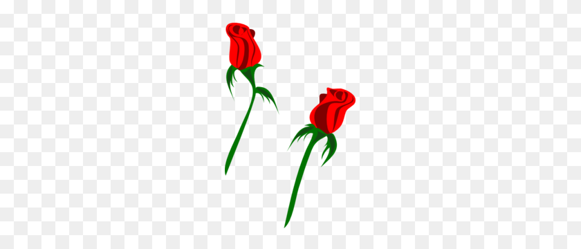 189x300 Красные Бутоны Розы Клипарт - Роза Вектор Png