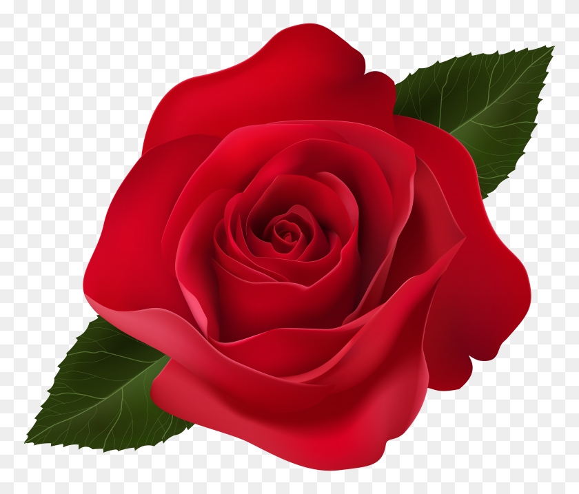 8000x6747 Red Rose Clip Art Png - Ripple Clipart
