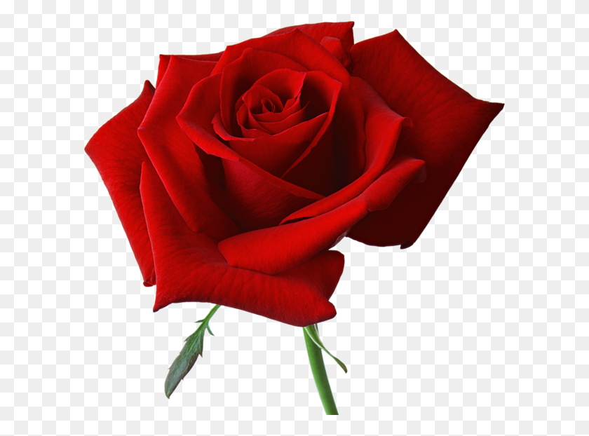 600x562 Красная Роза Клипарт Большой - Красавица И Чудовище Клипарт Роза