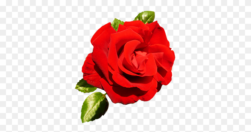 354x384 Rosa Roja Clipart San Valentín Rose - La Bella Y La Bestia Rosa Clipart