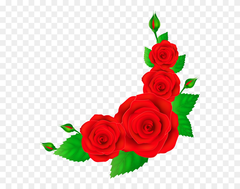 584x600 Red Rose Corner, Otkrytka - Burgundy Rose Clipart