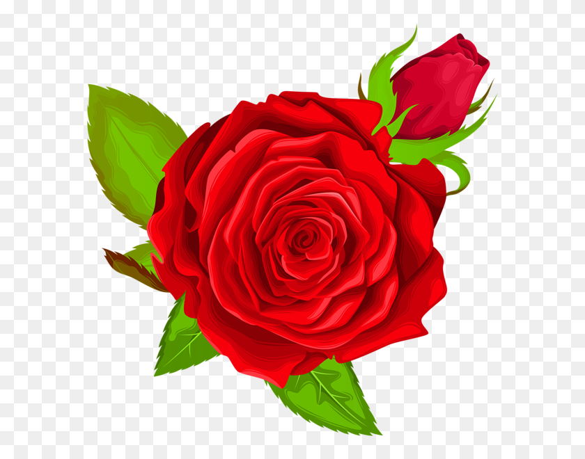 596x600 Красная Роза Декоративная Png Картинку Люси Борд - Декоративные Png