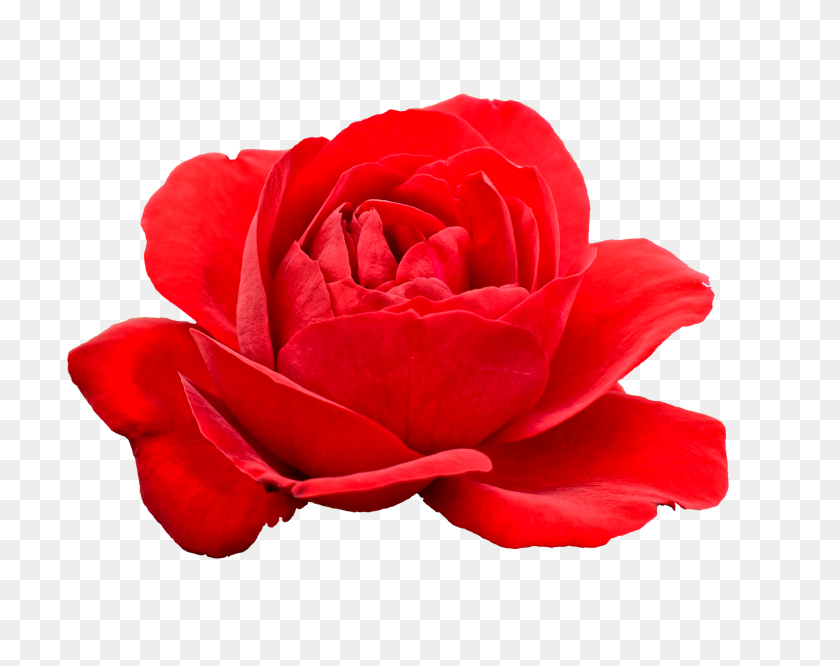 1800x1400 Red Rose Flower Icon Clipart - Rose Flower PNG