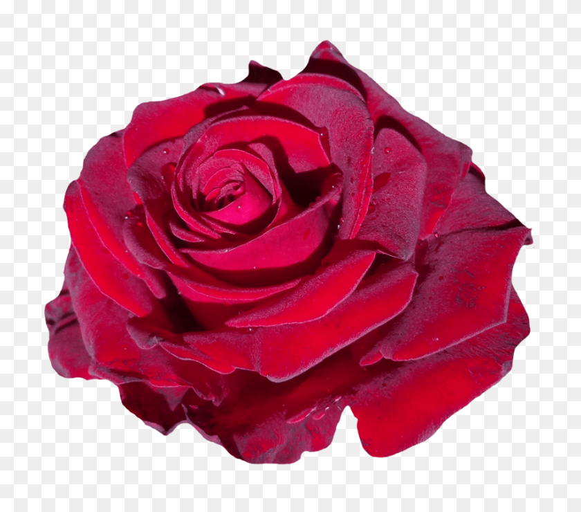 850x742 Red Rose Flower Png - Rose Flower PNG