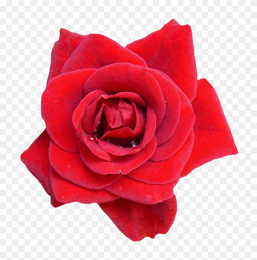 1450x1464 Flor De Rosa Roja Png Image - Rosa Roja Png