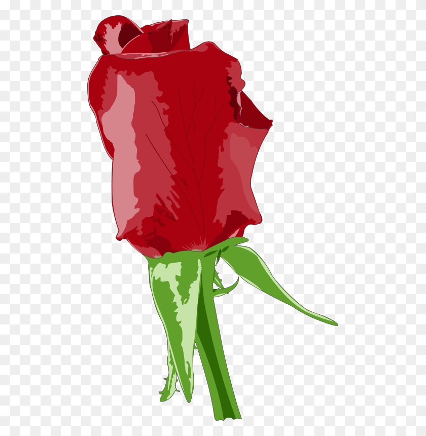 495x800 Красная Роза Скачать Бесплатно Png Вектор - Роза Границы Png