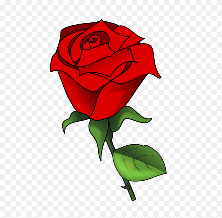 2444x2400 Png Красная Роза
