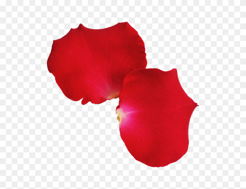 866x650 Red Rose Leaves Transparent Png Image - Rose Emoji PNG