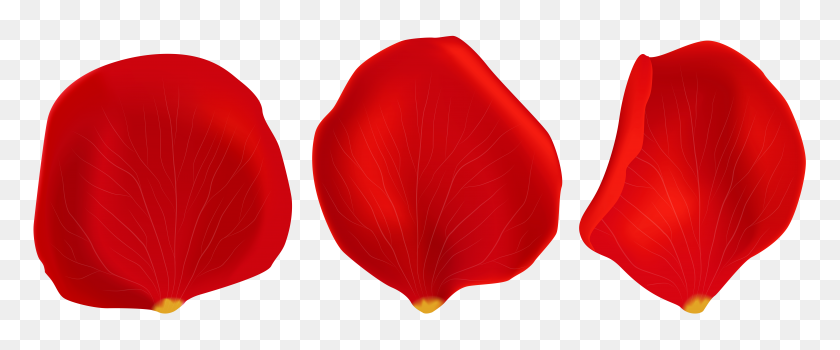 8000x2983 Red Rose Petals Transparent Png Clip - Rose Petal PNG