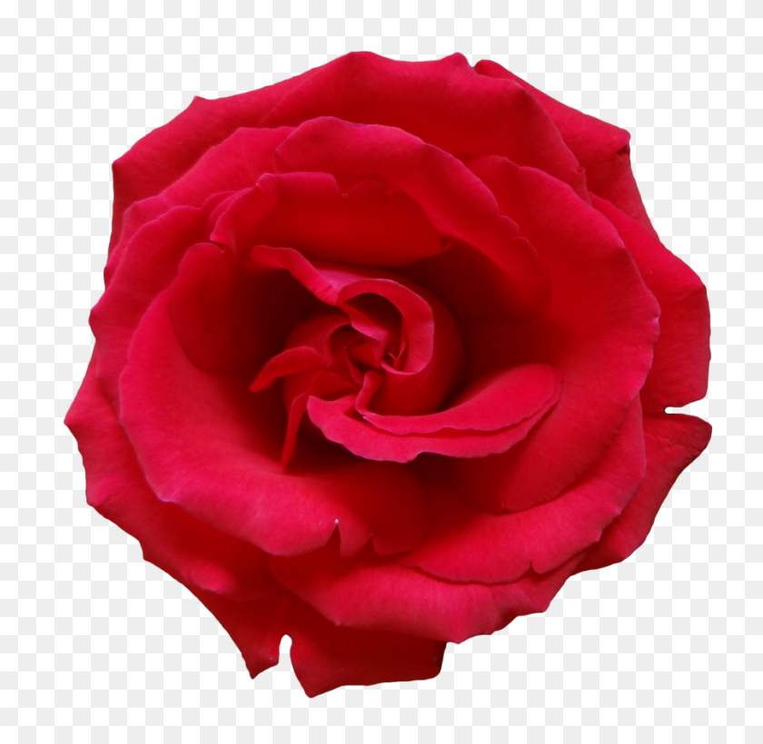 900x878 Red Rose Png - Red Rose PNG
