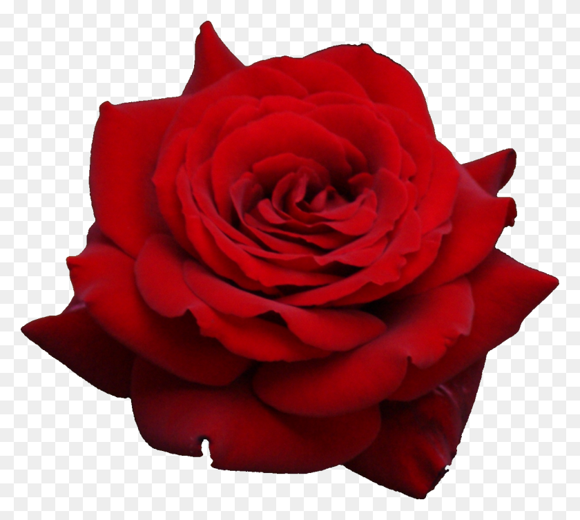 1249x1110 Красная Роза Png - Куст Роз Png