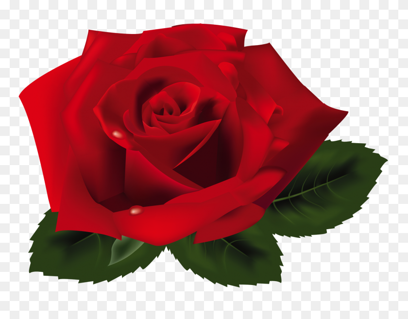 1673x1282 Красная Роза Png - Роза Png