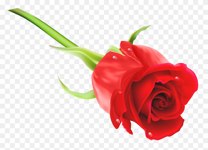 8000x5627 Rosa Roja Png Clipart - Free Rose Clipart