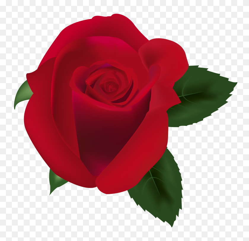 4000x3858 Красная Роза Png Клипарт Изображение Fundos - Роза Вектор Png