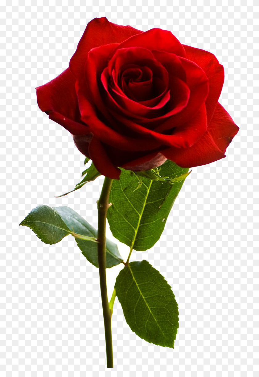 736x1160 Красная Роза Png Hd - Цветочный Куст Png