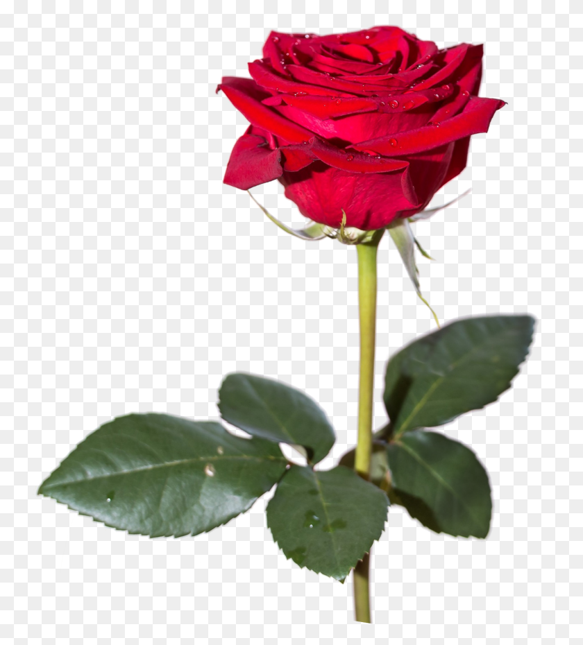1280x1429 Красная Роза Png Hd Вектор, Клипарт - Винтажная Роза Png