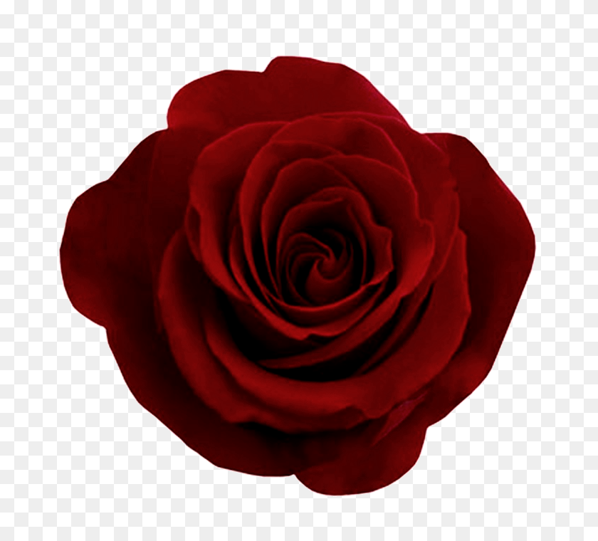 700x700 Red Rose Png Image - Purple Rose PNG