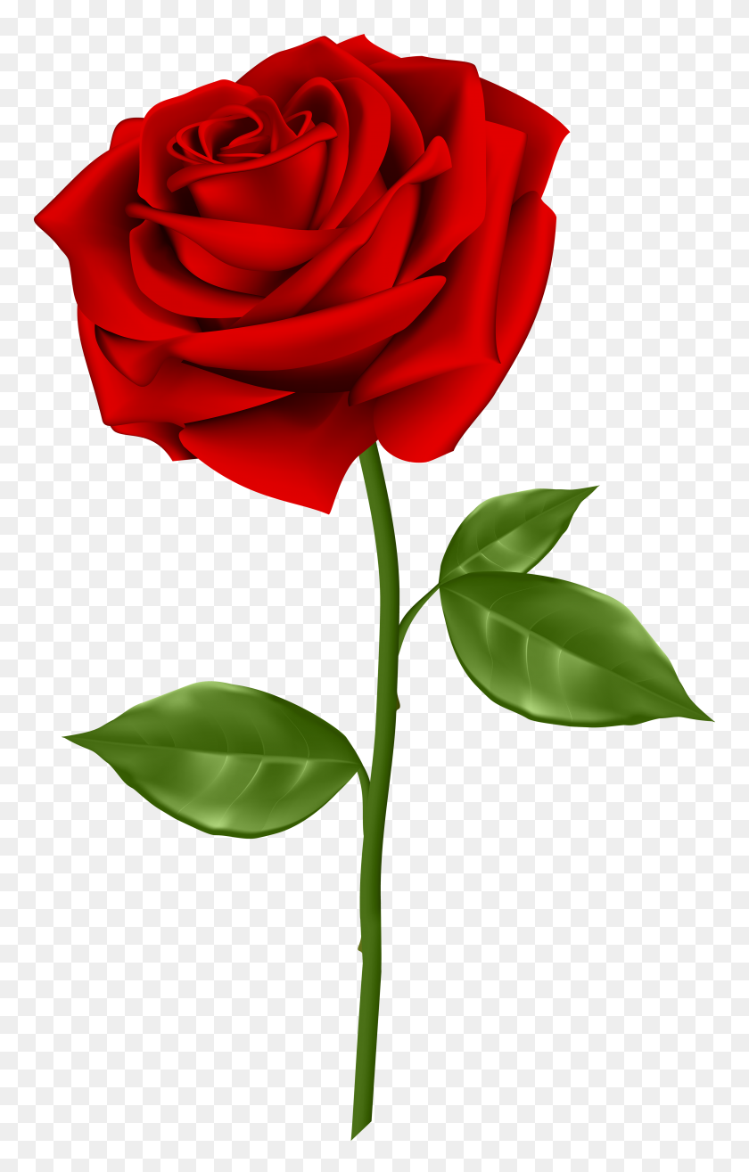 3729x6000 Red Rose Transparent Png Clip - Rose PNG Transparent