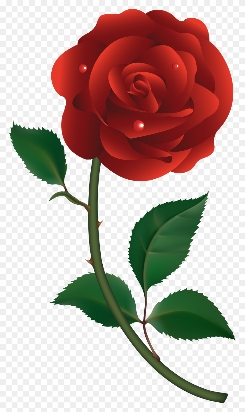 3156x5477 Red Rose Vector - Rose Vector PNG