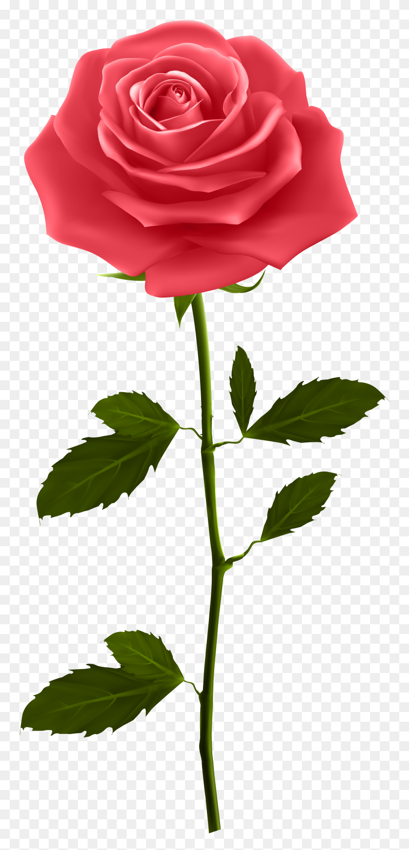 3706x8000 Red Rose With Stem Png Clip - Mountain Background Clipart