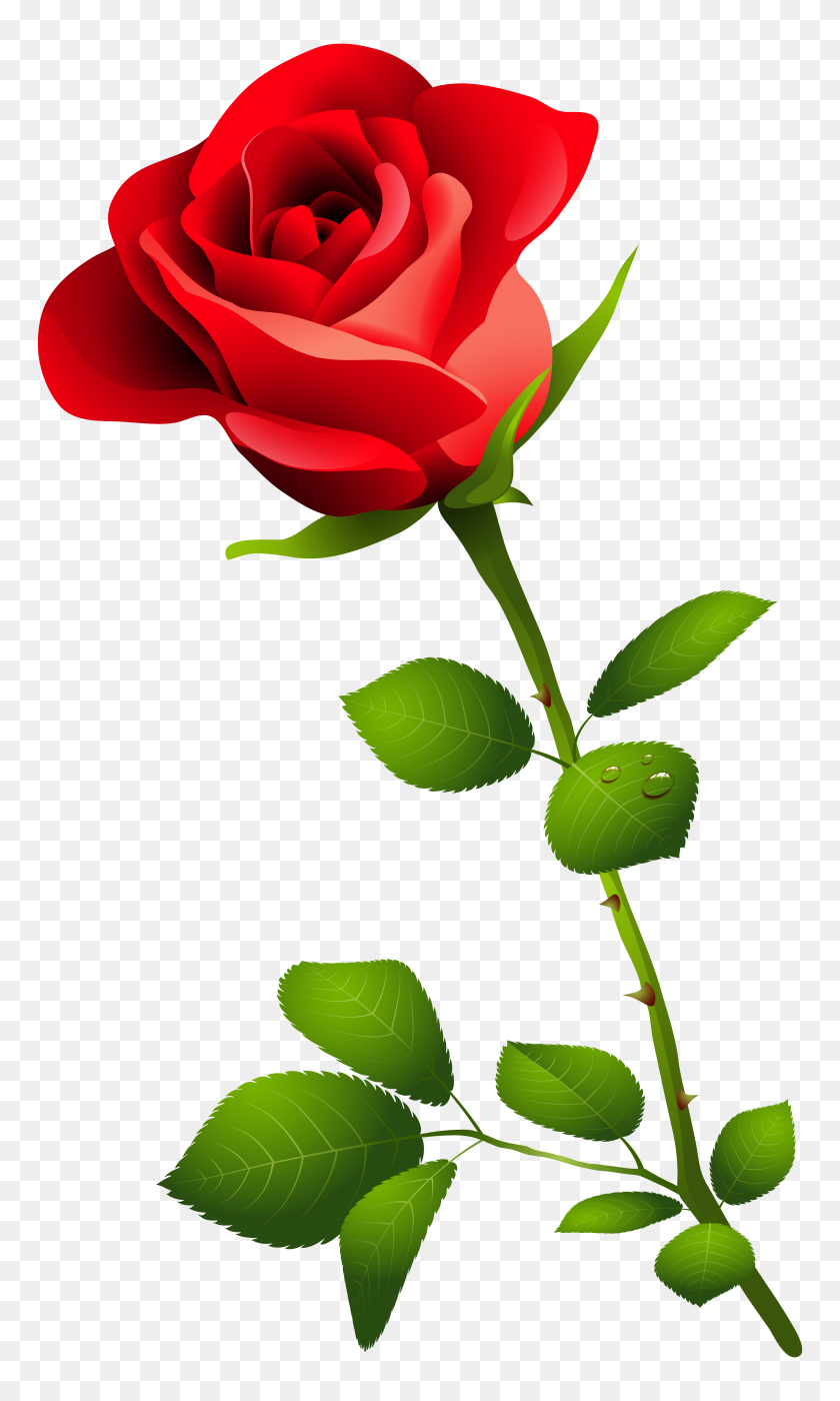 3658x6286 Red Rose With Stem Png Clipart - Rose PNG