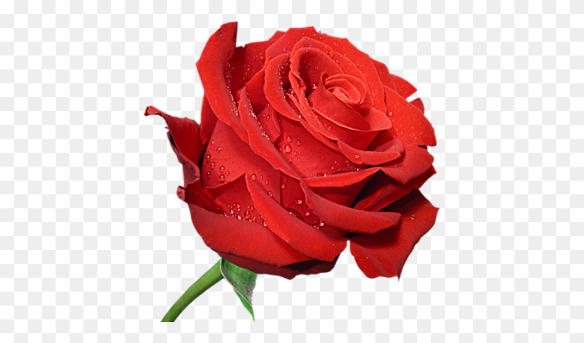 428x434 Красные Розы, Розы Для Вас, Красные Розы, Розы, Клипарт На Прозрачном Фоне