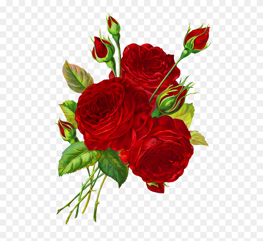 525x709 Красные Розы Рисунок Клипарт Роза, Роза Клипарт - Роза Клипарт