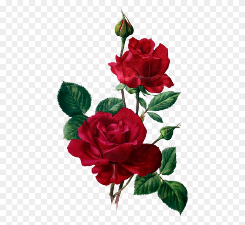 453x710 Красные Розы Кожаные Узоры Цветы, Красные Розы - Старинные Розы Клипарт