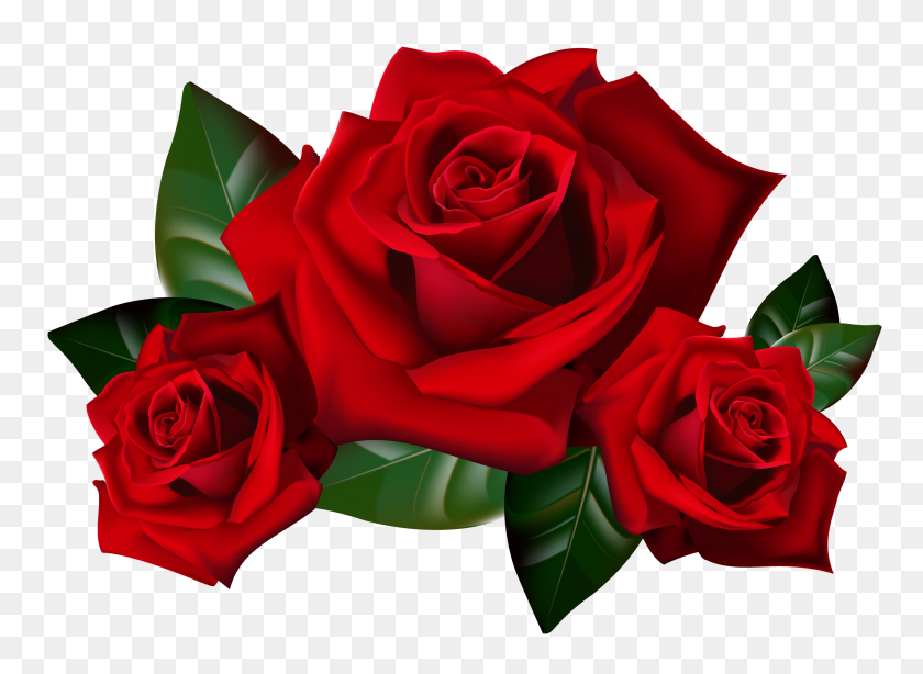 2586x1840 Png Красные Розы Клипарт