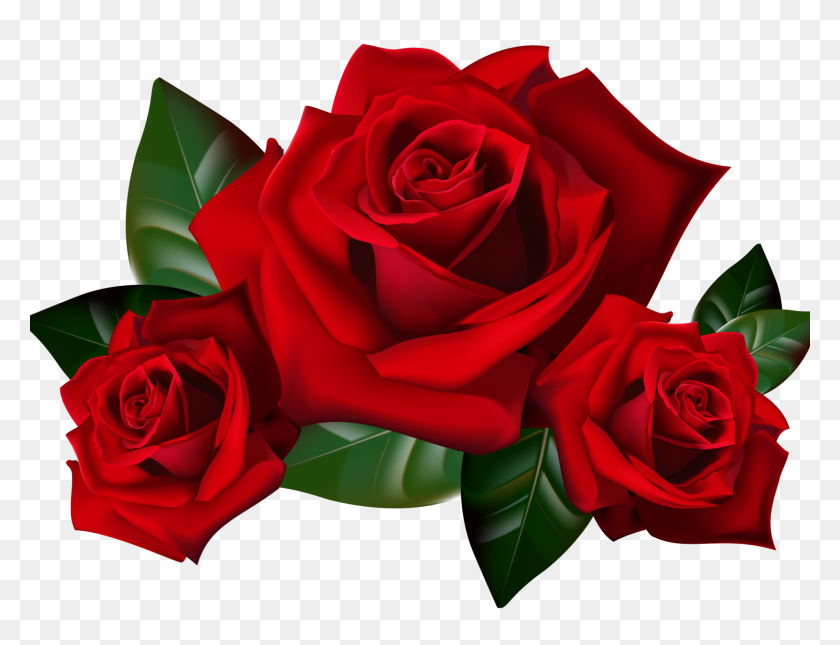1920x1440 Red Roses Png Clipart Picture Hd Desktop Wallpaper Widescreen - Wallpapers PNG